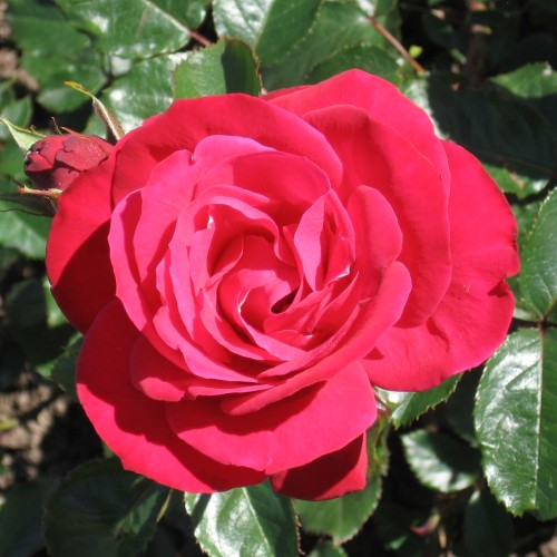 Rose Heidelberg - Slyngrose