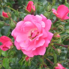 Rose Heidetraum - Buketrose