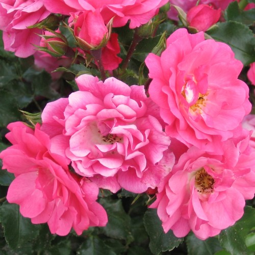 Rose Heidetraum - Buketrose / Barrods