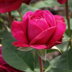 Rose Heidi Klum - Buketrose