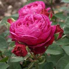 Rose Heidi Klum - Buketrose