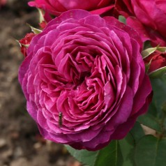 Rose Heidi Klum - Buketrose