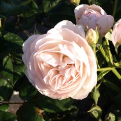 Rose Heritage - Engelsk Rose
