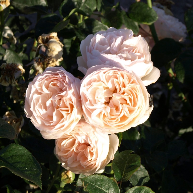 Rose Heritage - Engelsk Rose