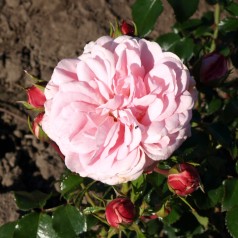 Rose Home and Garden - Buketrose