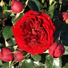 Rose Imperial Palace / Palace Rose