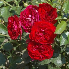 Rose Imperial Palace / Palace Rose