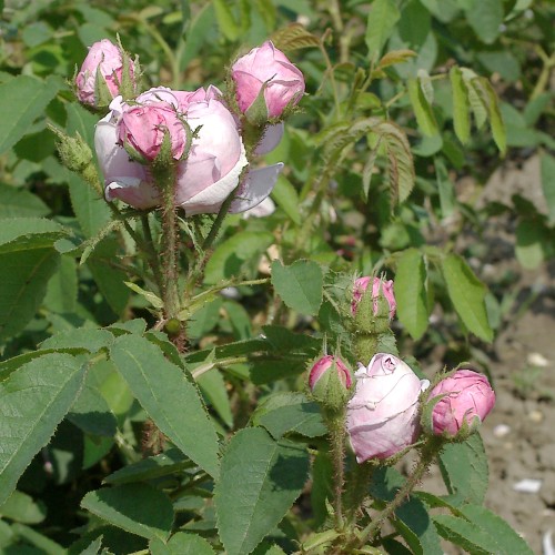 Rose Ispahan - Busk Rose