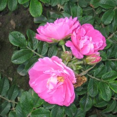 Rose Jens Munk - Canadisk Rose