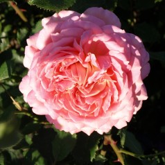 Rose Jubilee Celebration / Engelsk Rose