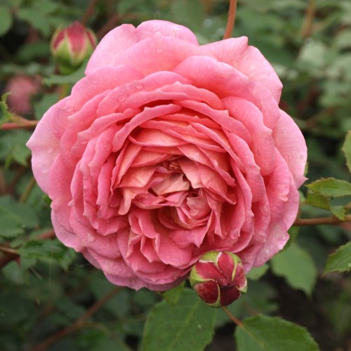 Rose Jubilee Celebration / Engelsk Rose