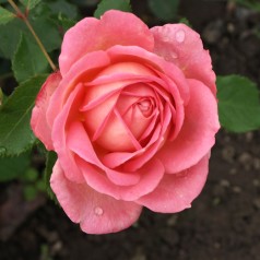 Rose Jubilee Celebration / Engelsk Rose