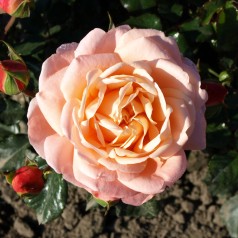 Rose Kalmar - Slotsrose