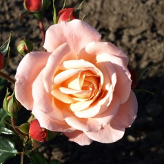 Rose Kalmar - Slotsrose