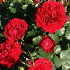 Rose Kronborg - Slotsrose