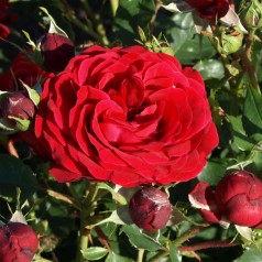 Rose Kronborg - Slotsrose