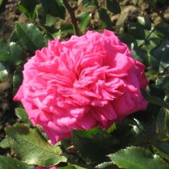 Rose Laguna - Slyngrose