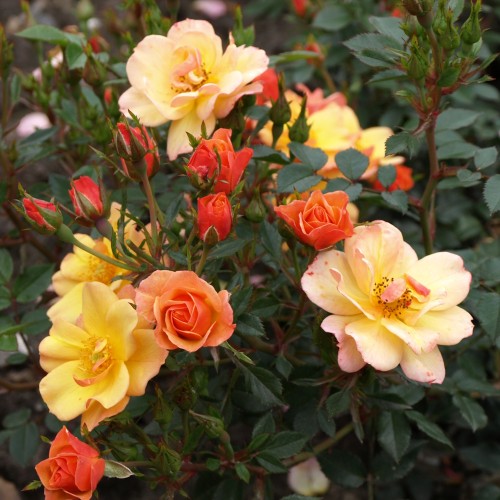 Rose Linnaeus - Bunddække Rose Cottage