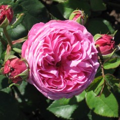 Rose Louise Odier - Buskrose