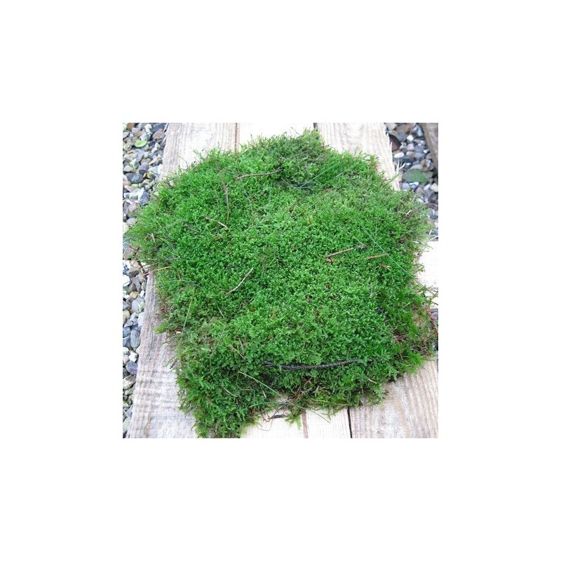 Mos skovmos - Pyntegrønt