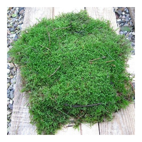 Mos skovmos - Pyntegrønt