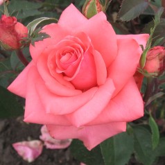 Rose Louisiana /...
