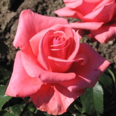 Rose Louisiana / Storblomstret Rose