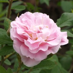 Rose Maidens Blush /...