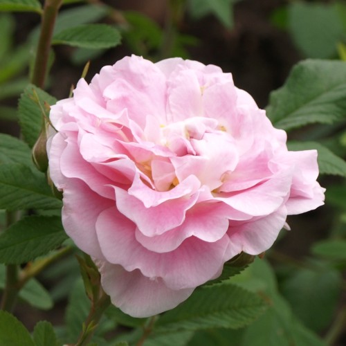 Rose Maidens Blush / Gammeldags Rose