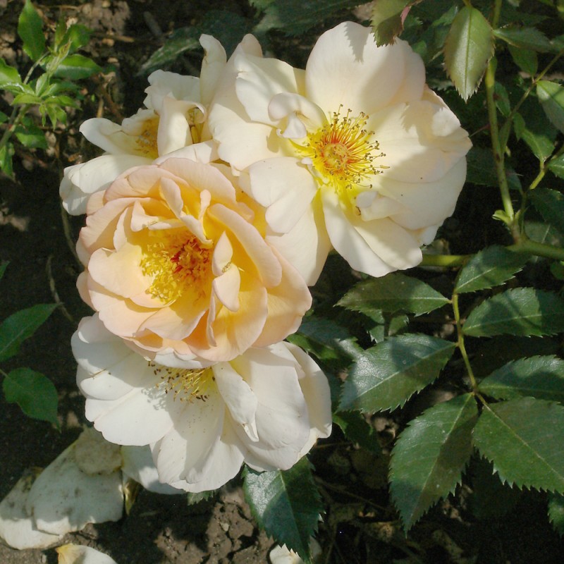 Rose Maigold / Buskrose