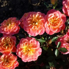 Rose Mandarin - Buketrose / Barrods