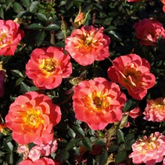 Rose Mandarin - Buketrose / Barrods