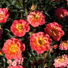 Rose Mandarin / Bunddækkerose