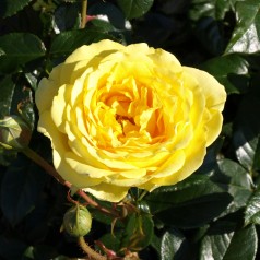 Rose Marselisborg - Slotsrose