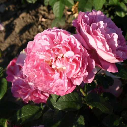 Rose Mary Rose - Engelsk Rose