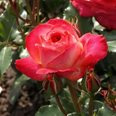 Rose Midsummer - Buketrose / Barrods