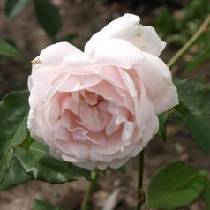 Rose Mme Alfred Carrière - Historisk Rose
