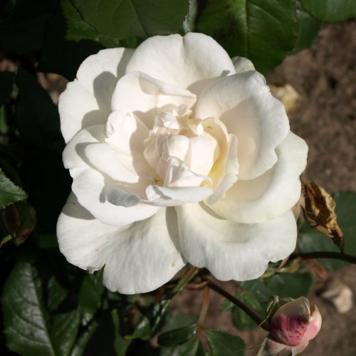 Rose Mme Alfred Carrière - Historisk Rose / Barrods