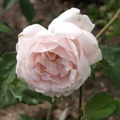 Rose Mme Alfred Carrière - Historisk Rose / Barrods