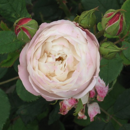 Rose Mme Pierre Oger - Historisk Rose / Barrods