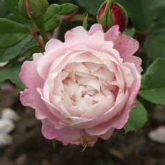 Rose Mme Pierre Oger / Historisk Rose