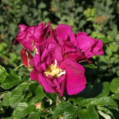 Rose Moje Hammerberg / Buskrose