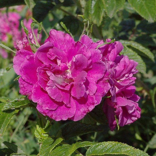 Rose Moje Hammerberg / Buskrose