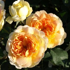 Rose Molineux - Engelsk Rose