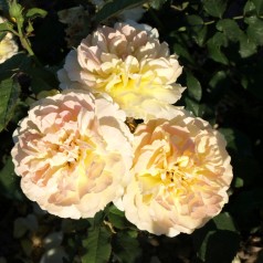 Rose Molineux - Engelsk Rose