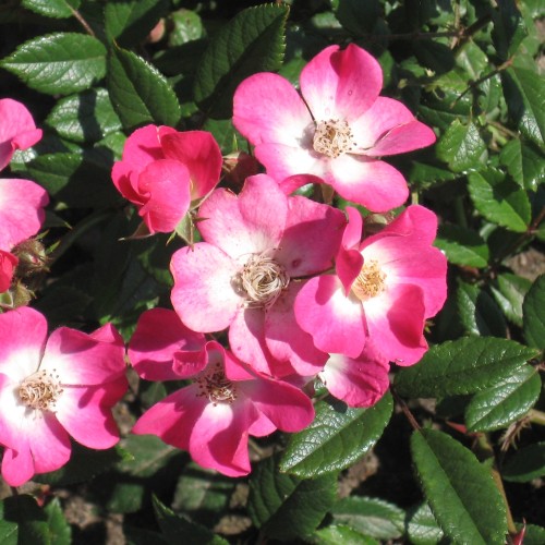 Rose Mozart / Busk Rose