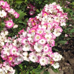 Rose Mozart / Busk Rose