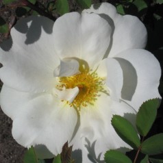Rose Nevada / Buskrose