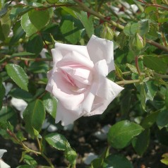 Rose New Dawn - Slyngrose