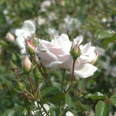 Rose New Dawn - Slyngrose